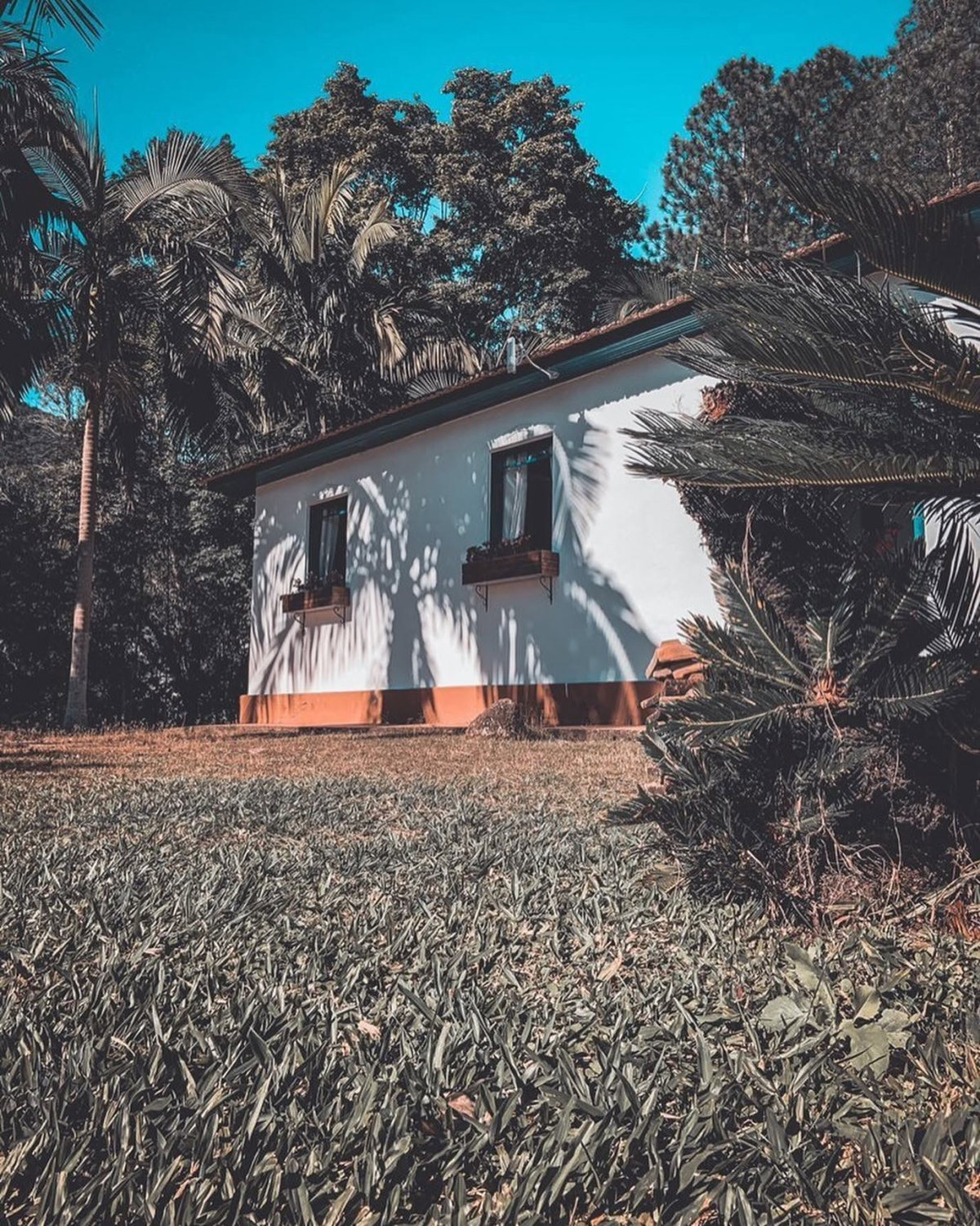 A casa branca de barrado laranja e floreiras nas janelas, entre palmeiras, com o gramado na frente